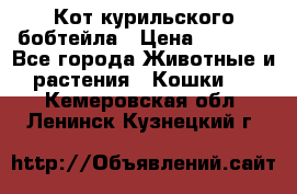 Кот курильского бобтейла › Цена ­ 5 000 - Все города Животные и растения » Кошки   . Кемеровская обл.,Ленинск-Кузнецкий г.